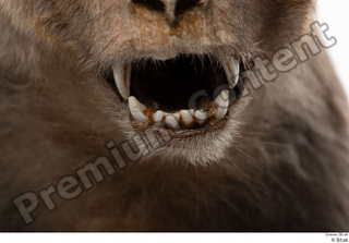 Monkey  2 mouth teeth 0003.jpg